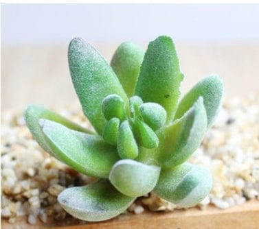 Indoor Succulent Green Plants Simulation Plants Decorative Flowers And Plants - Image 4