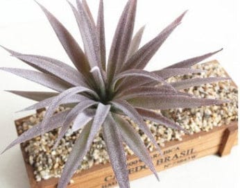 Indoor Succulent Green Plants Simulation Plants Decorative Flowers And Plants - Image 5