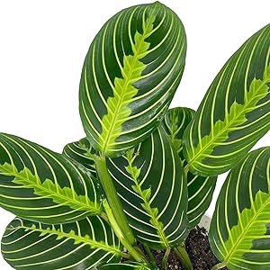 Lemon LIme prayer plant