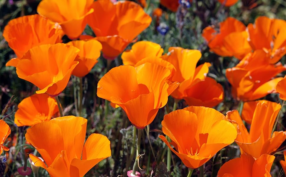 California poppy