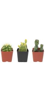 Cactus Cacti