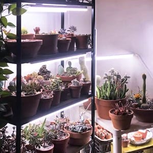 grow lights for indoor plants