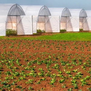 Plant Cover as Greenhouse