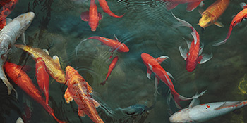 Koi Fish in pond