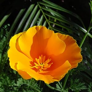 california poppy