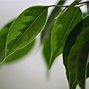 leaves
