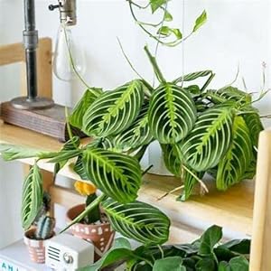 lemon lime maranta flower