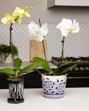 orchid pot ceramic planter indoor glazed drainage slotted with holes pots bark mix soil fertilzier