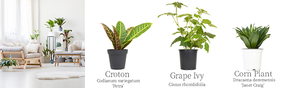 houseplants house plant plants indoor decor indoors succulents tillandsias pothos