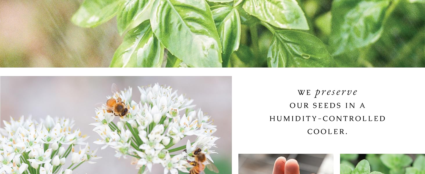 We preserve our seeds in a humidity-controlled cooler.