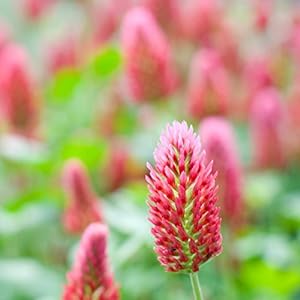 Crimson Clover