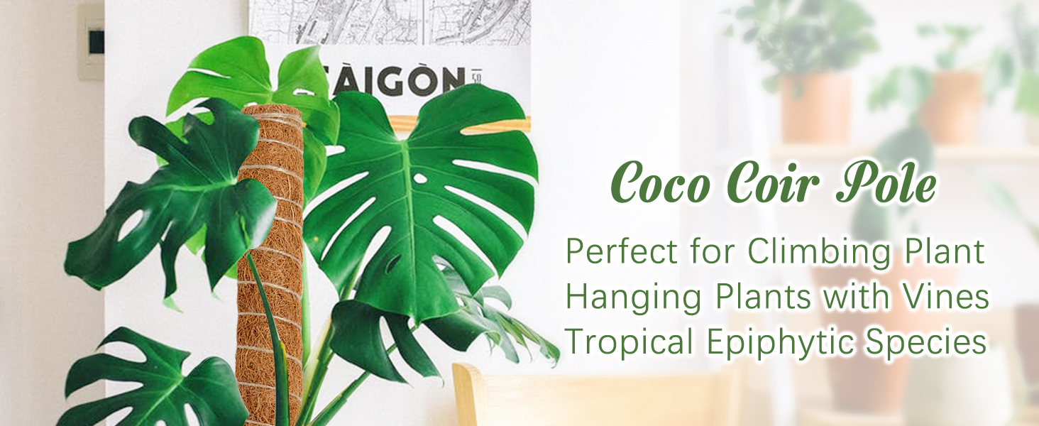 老款椰棕杆2只装A+01