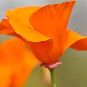 california poppy seed planting