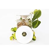 Propagation Cone - Pack of 3 Aluminum Prop Cones