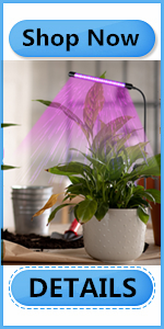 Succulents light lamp