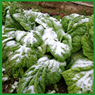 FROST CLOTH PLANT FREEZE PROTECTION FOR WINTER FLOATING ROW COVERS FOR GARDERN PLANT BLANKET