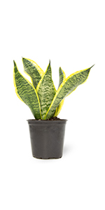 Sansevieria
