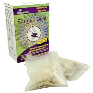 efi fungus gnat beneficial nematodes environmental factor