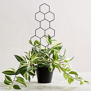 trellis for climbing plants indoor