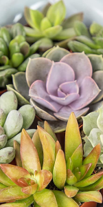 Succulent 6-pack