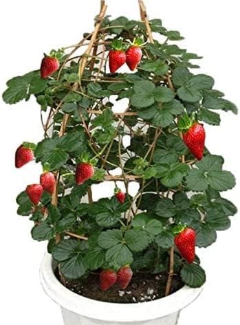 S-pone 250+ Red Climbing Strawberry Seeds Everbearing Fruit Plant Home Garden Sweet and Delicious - Image 3