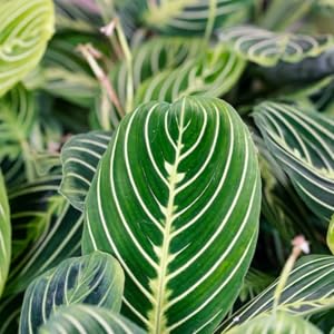 lemon lime prayer plant