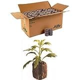1000 Count (Full Case) - Jiffy 7 Peat Pellets - Seed Starter Soil Plugs - 36 mm - Start Seedlings Indoors - Easy To Transplan