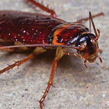 Roaches