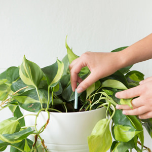 Indoor Plant Care Made Simple