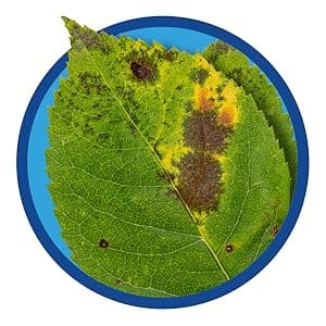 Cures and prevents black spot anthracnose, leaf spot, petal blight, powdery mildew, rust and scab