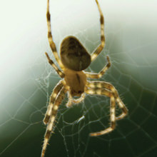 Spiders