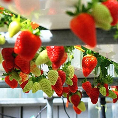 S-pone 250+ Red Climbing Strawberry Seeds Everbearing Fruit Plant Home Garden Sweet and Delicious - Image 2