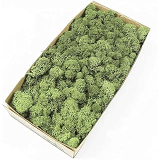 Prefleur Preserved Reindeer Craft Moss Natural Green DIY Kit Gardenning Art Wall Florist Decor Easter Table Decor Wedding Decor (0.85lb) (Green-07)