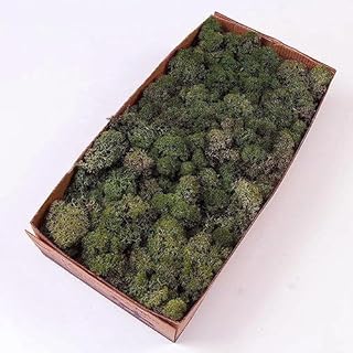 Prefleur Preserved Reindeer Craft Moss Natural DIY Kit Gardenning Art Wall Olive Green Florist Easter Table Decor Wedding(0.85lb)(Green-11)