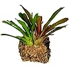 Spagmoss Premium New Zealand Sphagnum Moss for All Types of Flowers 150 Grams (12 Liters) - Image 2