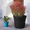 Bloem Saturn Round Planter with Saucer Tray: 12" - Black - Durable Plastic Pot, Matte Finish, Removable Saucer, for Indoor & Outdoor Use, Gardening, 3 Gallon Capacity - Image 3