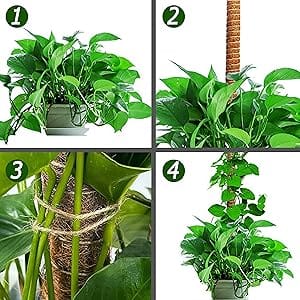 Moss sticks for indoor plants climbing