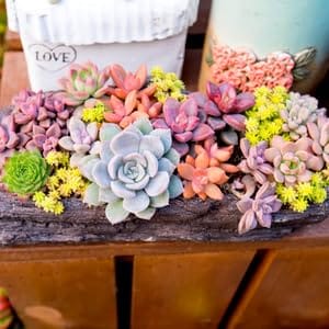 Succulent Plants Succulents Succulent Cuttings