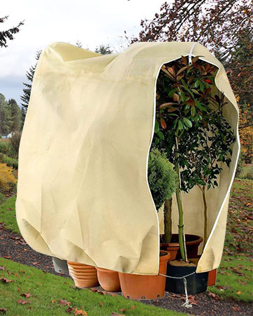 Tree Cover