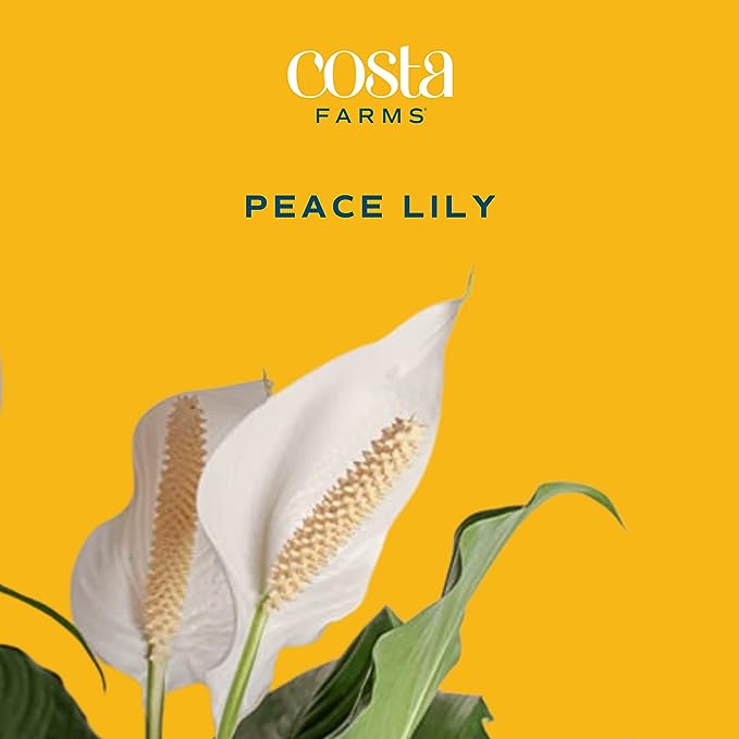 Costa Farms Peace Lily Plant, Live Indoor House Plant with Flowers, Room Air Purifier in Modern Clay Decor Planter, Houseplant in Potting Soil, Plant Lover or New Home Gift, Desk Decor, 15-Inches Tall - Image 2