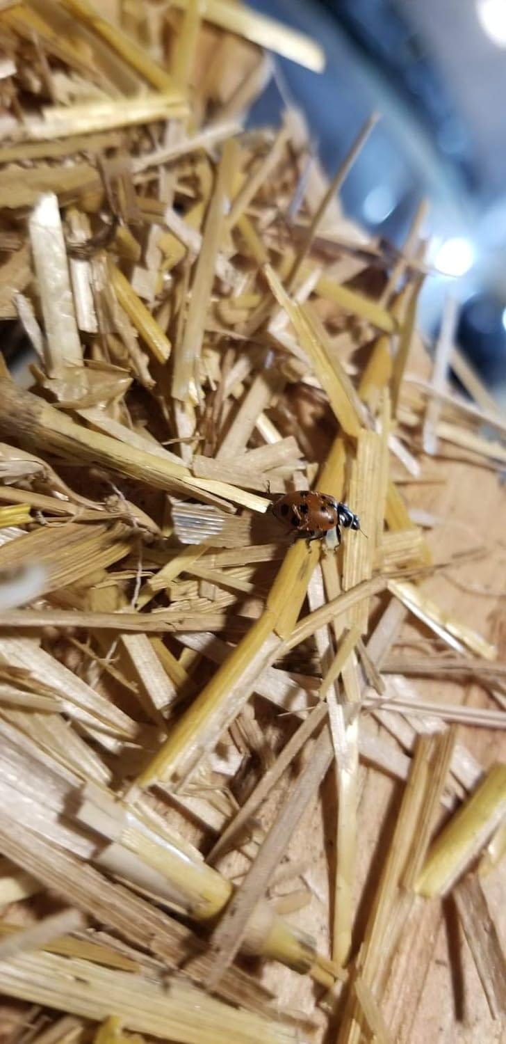 Clark&Co Organic 1500 Live Ladybugs - Good Bugs for Garden - Pre-Fed Hippodamia Convergens For Insects - Guaranteed Live Delivery! - Image 3