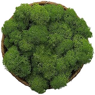 Stardom Moss Preserved, Green Moss for Fairy Gardens, Terrariums, Any Craft or Floral Project or Wedding Other Arts (Green, 3OZ)