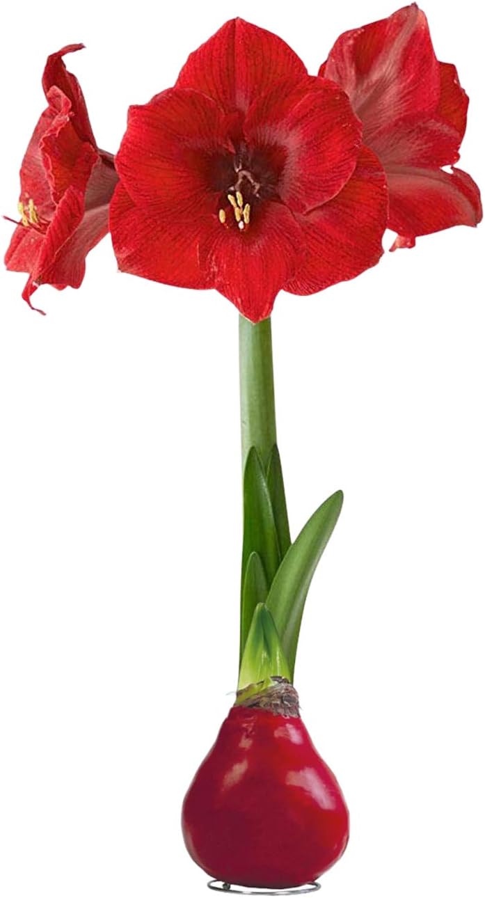 Waxed Amaryllis Bulb - Red - Easy Care - No Watering Needed - Beautiful Live Décor