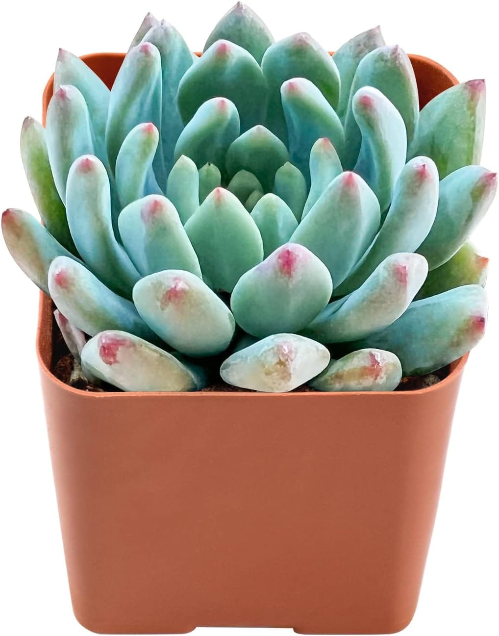 2" Rare Succulent X Cremnosedum cv. Little Gem, Live Succulents Plants Fully Rooted in Pots with Soil, Mini House Plant for Home Office Decoration - Image 3