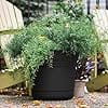 Bloem Saturn Round Planter with Saucer Tray: 12" - Black - Durable Plastic Pot, Matte Finish, Removable Saucer, for Indoor & Outdoor Use, Gardening, 3 Gallon Capacity - Image 2