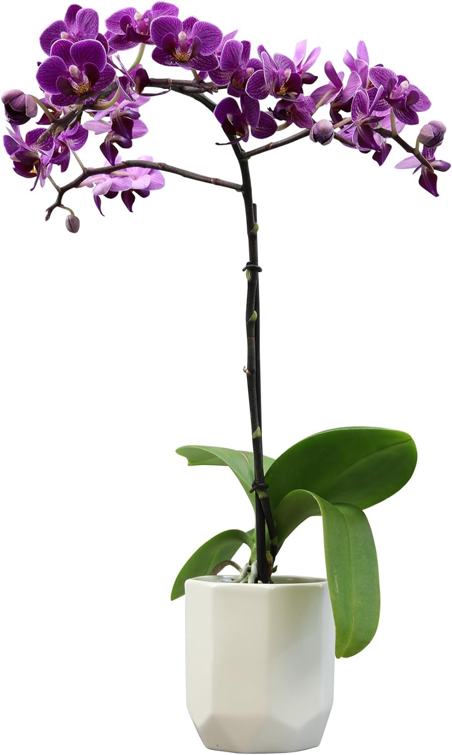 Purple Phalaenopsis Live Orchid Plant Lover Gift & White Orchid Pot, 11-15" Tall, Live Plant Gift, Fresh Orchids Plants Live House Plants, Live Plants Indoor Plants Live Houseplants by Plants for Pets