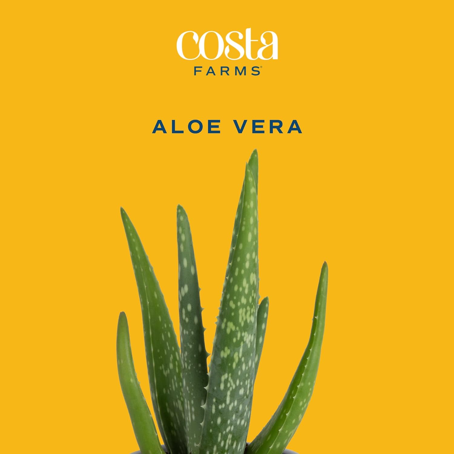 Costa Farms Aloe Vera, Live Succulent Plant, Easy Care Indoor Houseplant in Modern Décor Planter, Room Air Purifier, Tabletop, Office, Desk or Home Décor, Birthday, Gardening Gift, 10-12 Inches Tall - Image 2