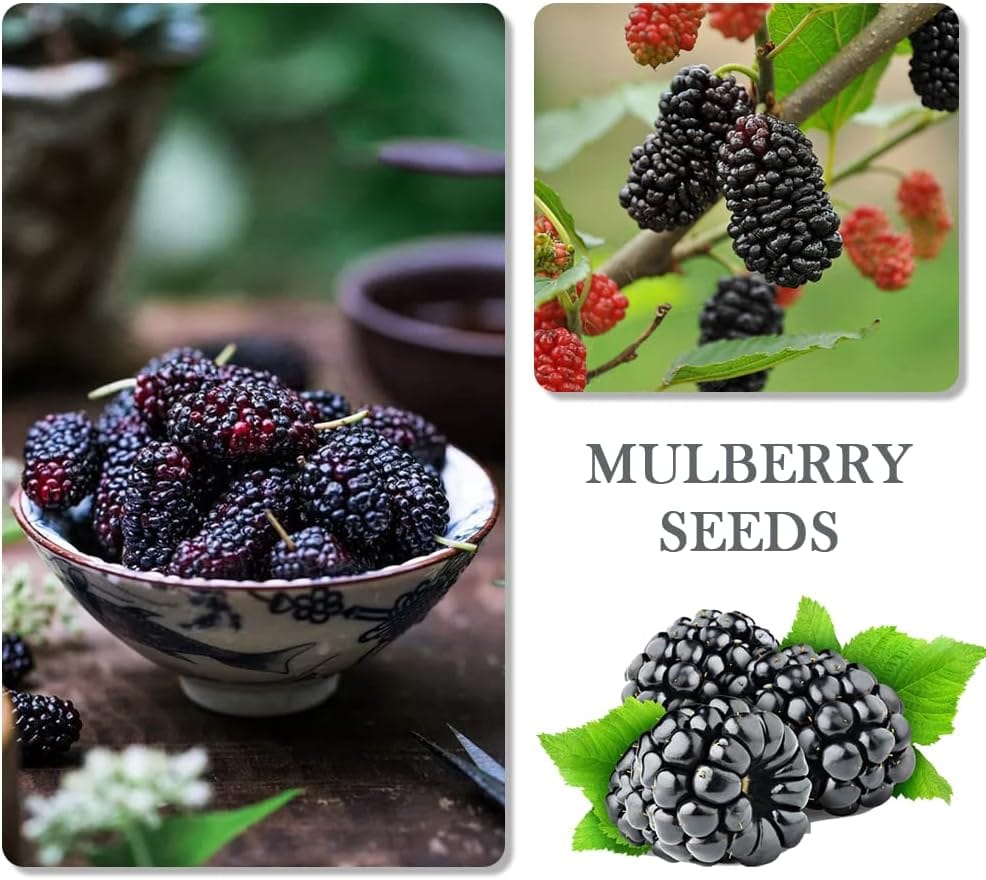 1100pcs Mixed Fruit Seeds Berry Seeds for Planting 200pcs Strawberry 200pcs Raspberry 200pcs Mulberry 200pcs Blueberry 200pcs Elderberry 10pcs Cherry - Individually Packaged - Image 3
