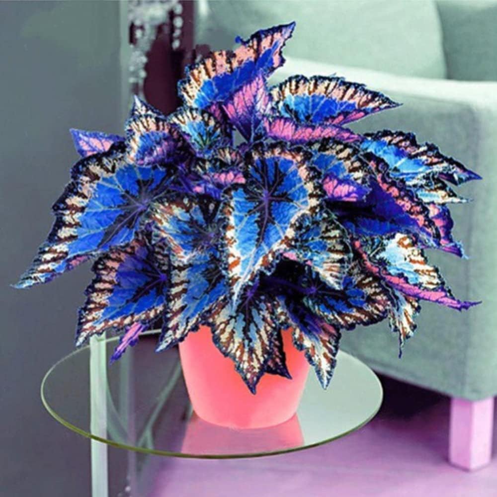 QAUZUY GARDEN 100 Rare Coleus Flower Seeds - Rare Color, Splendid Colorful Foliage Flower - Shade Garden Bonsai Patio Container Houseplant - Low-Maintenance - Image 2