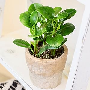 Lemon Lime Baby Rubber Plant
